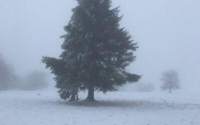 Tannenbaum (Schneelandschaft)