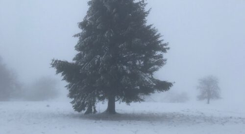 Tannenbaum (Schneelandschaft)